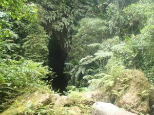 millenium cave forest